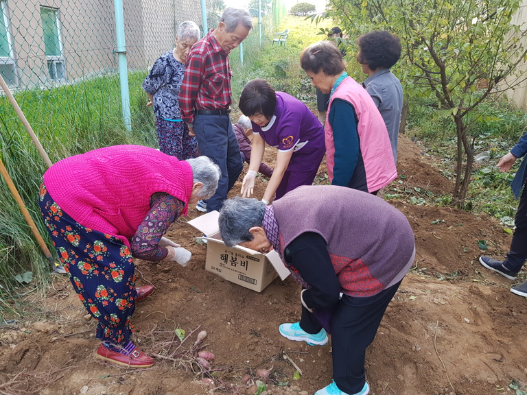 고구마캐기